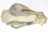 Oreodont (Eporeodon) Skull - South Dakota #217184-8